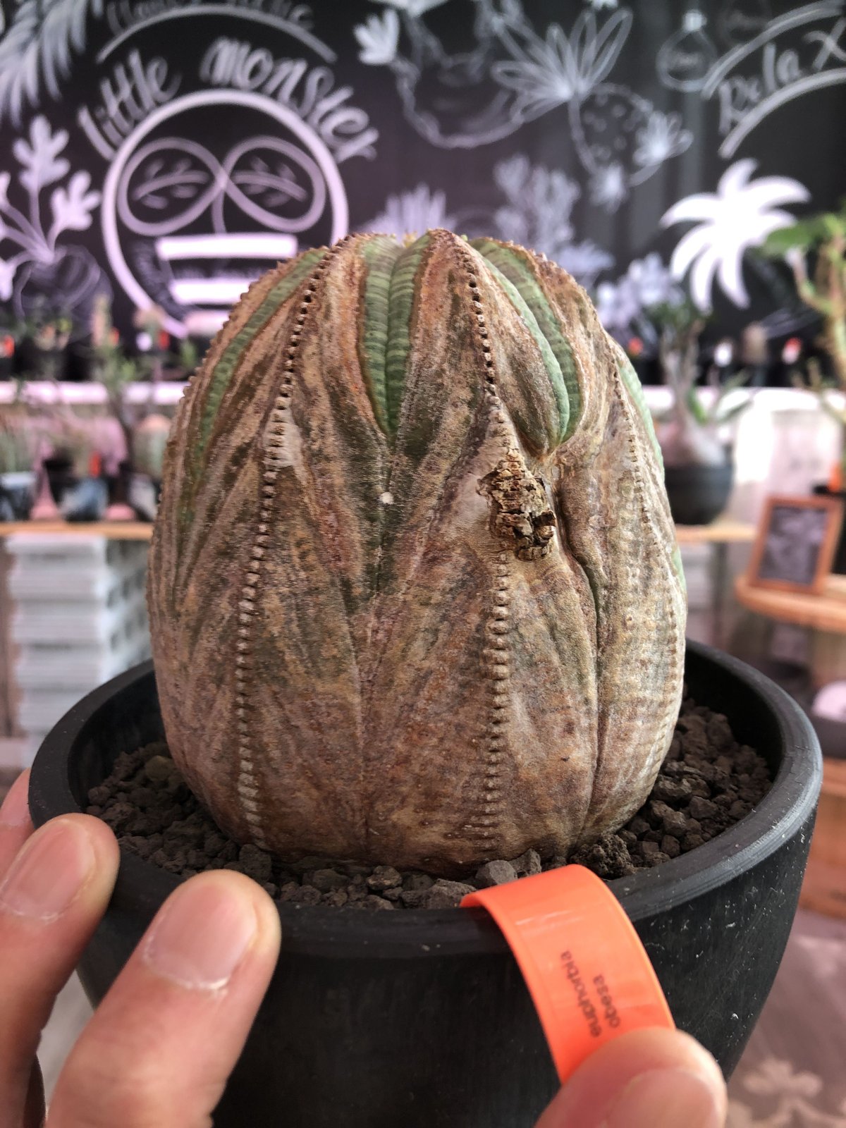 euphorbia obesa《L size》年代物‼︎木質化株‼︎※大変古株のため euphorbia obesa《L size》年代物‼︎木質化株‼︎※大変古株のため