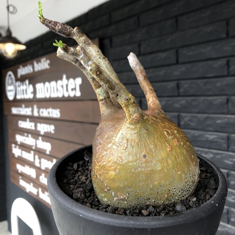 pachypodium gracilius《小さめL size》※現地球発根後店主国内管理2年株※愛くるしいぼってり良樹形な一株※mad black bowl pot植え