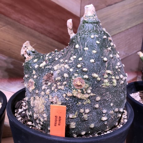 adenia   globosa《L size》