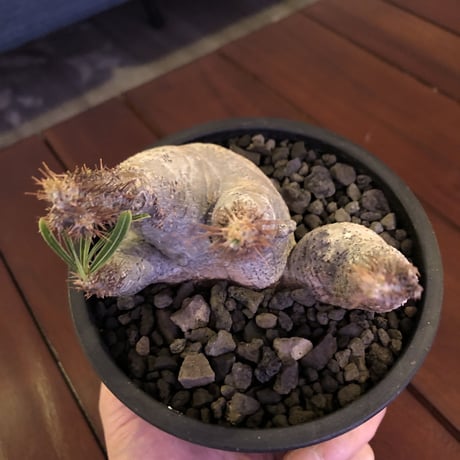 packypodium  gracilius《 M size》W-he'd※現地球発根済※white colorが綺麗な二分頭グラキ‼︎樹形含め堪らぬかわいさ※mad black pot植え