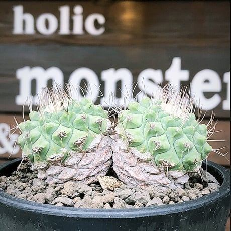 strombocactus 白棘菊水　w-he'd株《M size》激希少‼︎現地球発根後店主国内管理12年株※希少性&美しい樹形balanceな堪らない装い‼︎※mad black pot植え