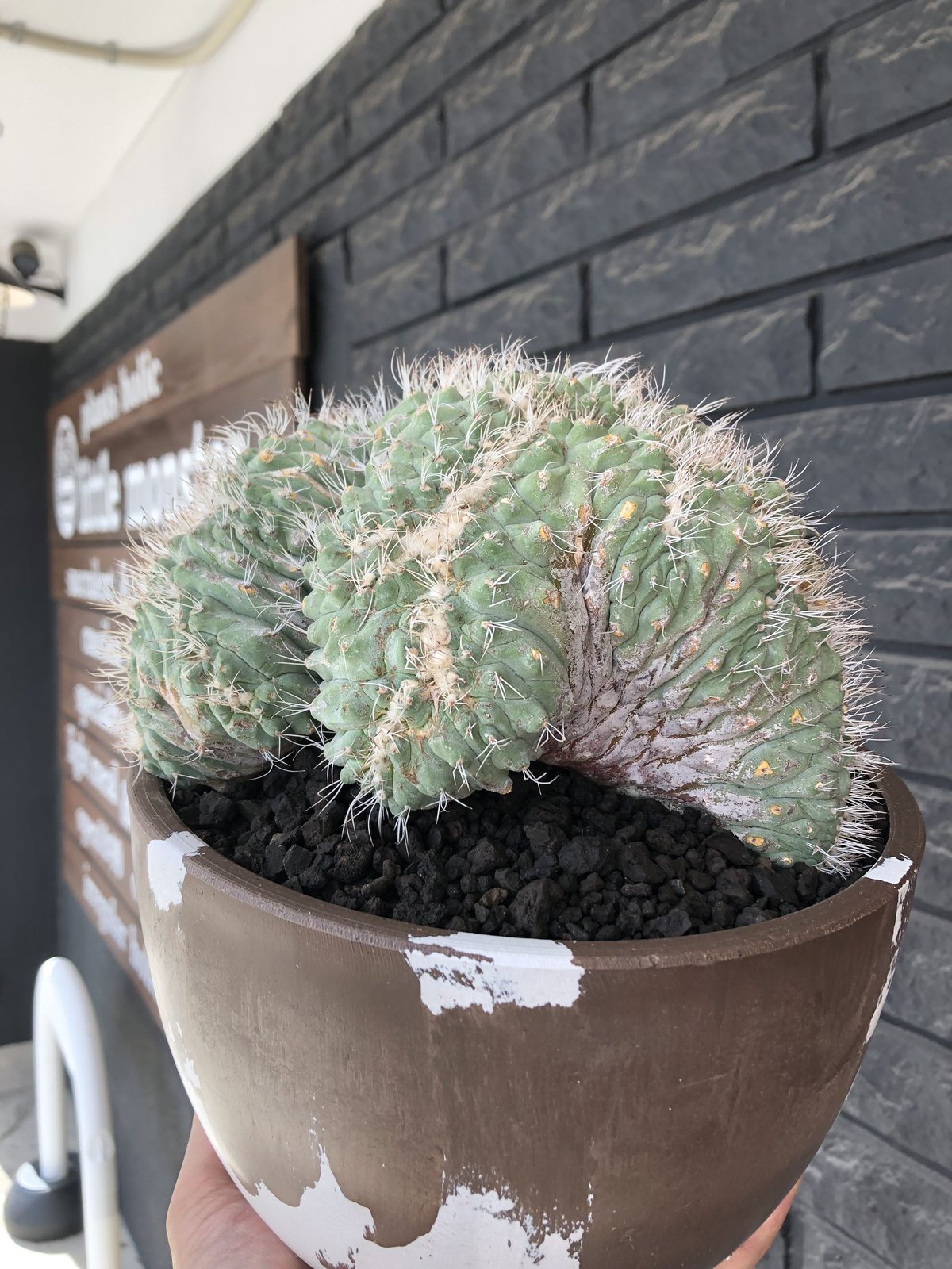 菊水　綴化株 Storombocactus disciformis【ストロンボカクタス・菊水綴化