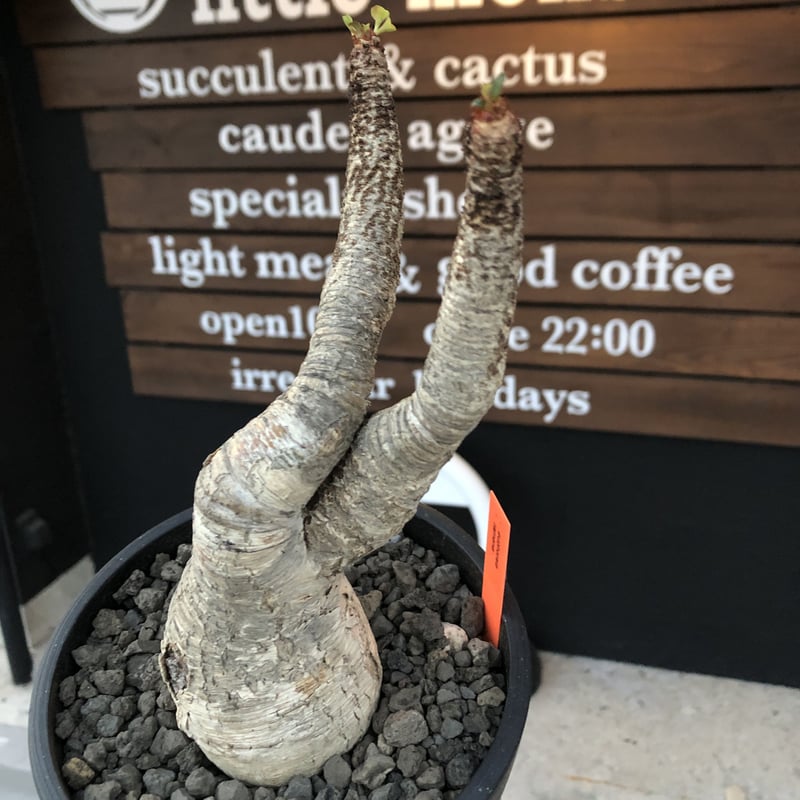 euphorbia ramena《 XL size》※現地球発根後店主国内管理9年株