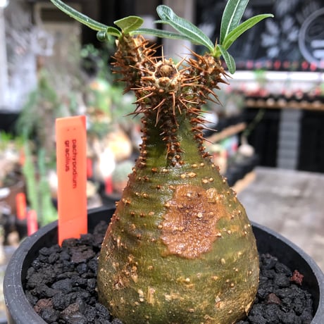 pachypodium gracilius《大きめS size》※現地球株発根済※チャームポイント的現地焼け＆極green肌を兼ね備えた良樹形株‼︎※black bowl pot植え