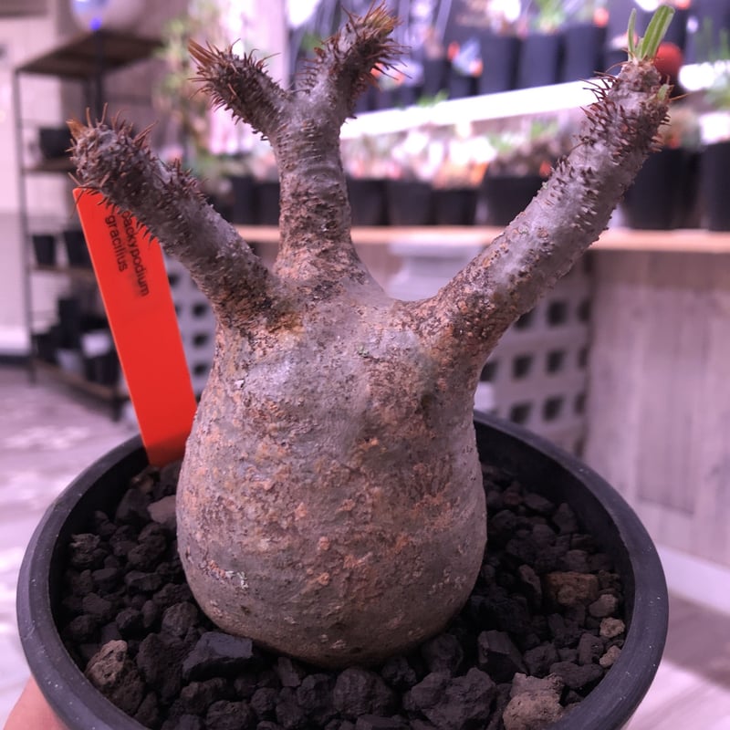パキポディウム グラキリス Packypodium gracilius 現地株 packypodium gracilius 美株 《M size》 現地球 発根済み株