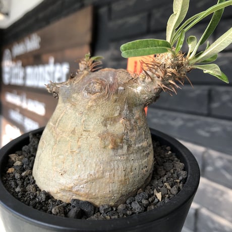 pachypodium gracilius《大きめS size》※現地球発根後店主国内管理3年株※極短枝且つ特化したプリンカラーが堪らない一株※mad black pot植え