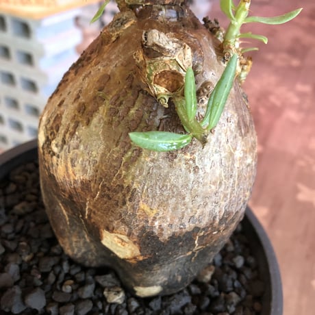 pachypodium  bispinosum《L size》※現地球発根後店主国内管理7年株※大株且つwildな味深きエグれに両A面なぼってり樹形※mad black bowl pot植え