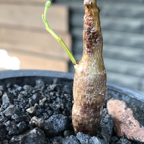 senna  meridionalis《 S size》littmon seed🌱※小振りながら大切に育てた堪らなキュートなセンナ※mad black pot植え