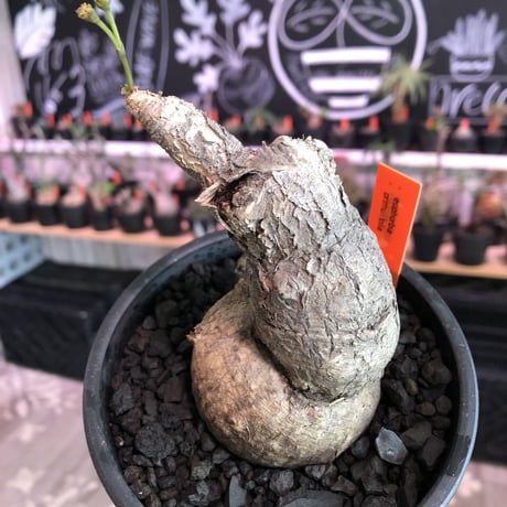 euphorbia subapoda《L Lsize》※肌質も特化しており、エグ過ぎるほどbigなwildスバポダ‼︎驚愕monster株‼︎※mad  black pot植え