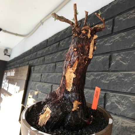 mestoklema tuberosum《大きめLLsize》極太大株※現地球発根後店主国内管理8年株※反り立つ壁的な圧倒的威圧感を持つ一株※mad brown marble bowl pot植え