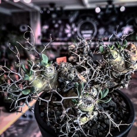 チレコドン万物想 | STORES