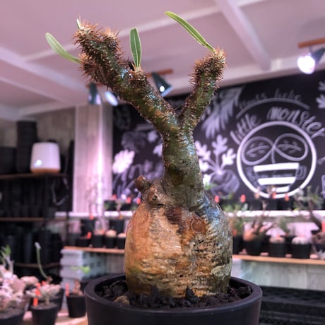 pachypodium  gracilius《小さめM size》一部希少green肌※現地球発根済株※店主国内管理2年株※捻くれ枝を持つ不格好さがかわいい一株※mad black pot植え