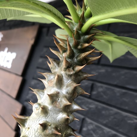 pachypodium  baronii《LL size》※激希少‼︎現地球発根後店主国内管理9年株※激極太幹を持ちどっしり構えの男前‼︎太いstuds棘が堪らない※mad black pot植え