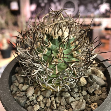 turbinicarpus  昇竜丸