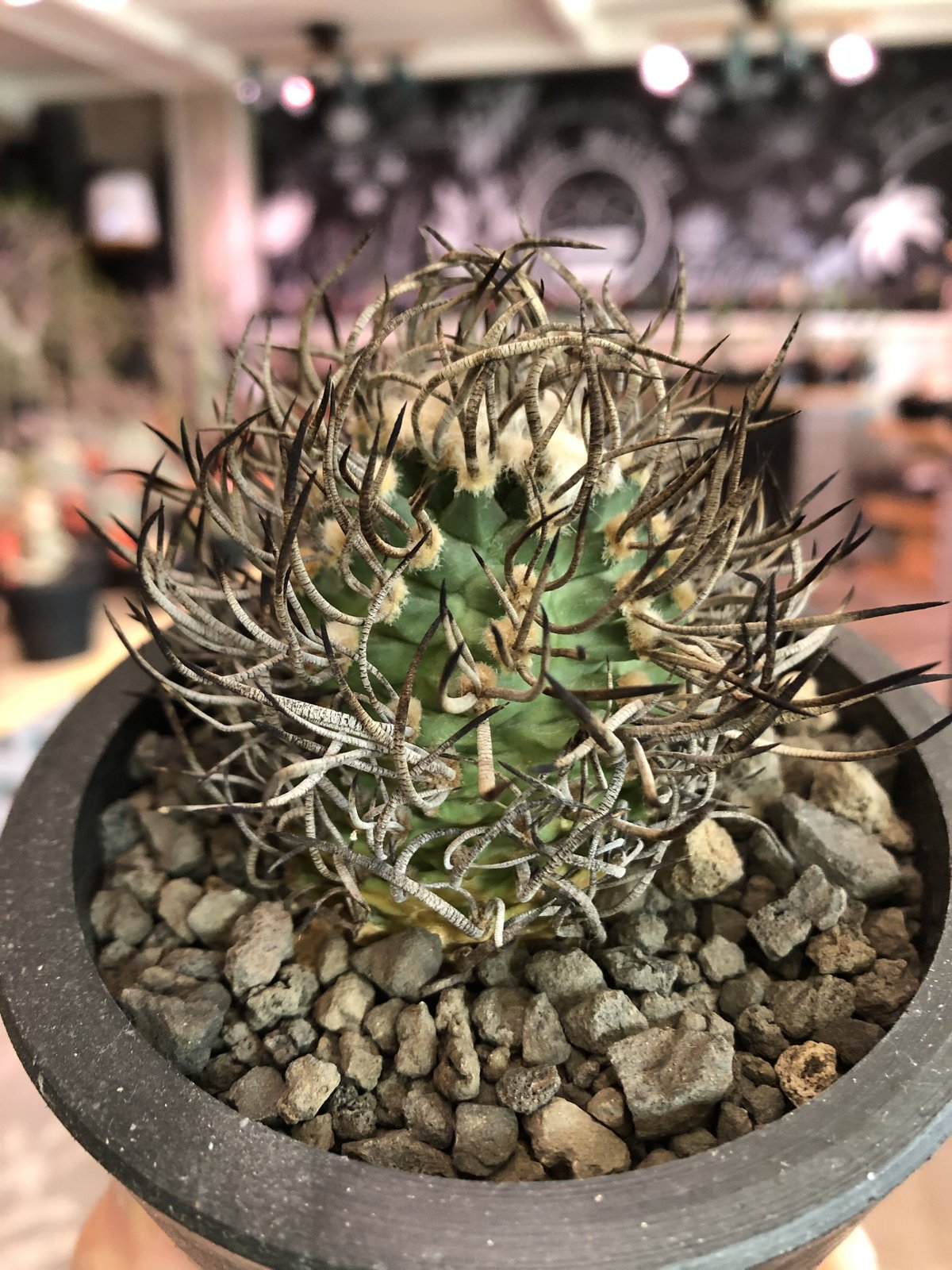 turbinicarpus 昇竜丸 | plants holic 