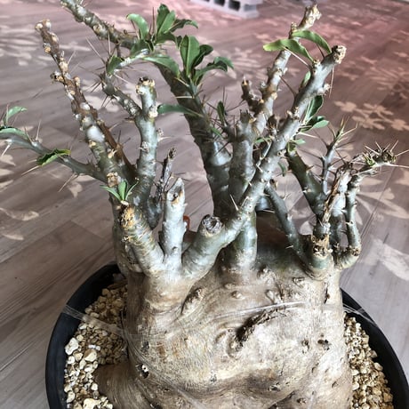 packypodium   saundersii（XL size）