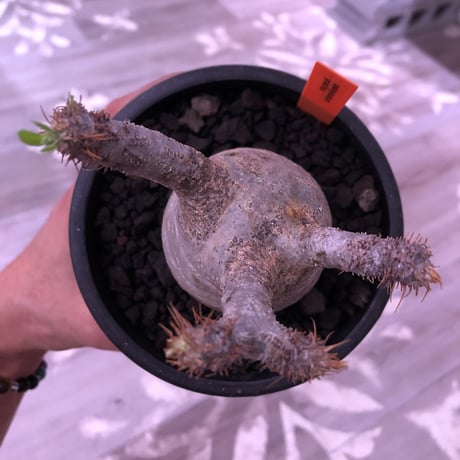 packypodium  gracilius 美株 《M size》  現地球  発根済み株   mad black pot植え（限定①株）