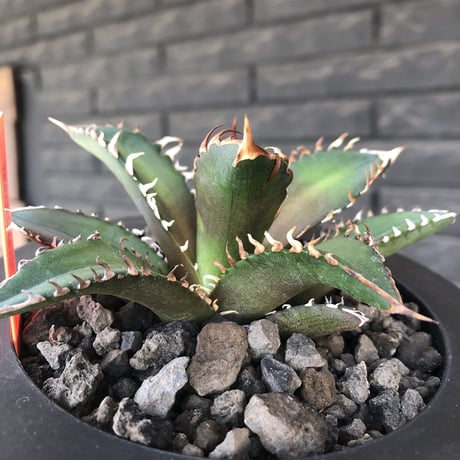 agave titanota redcatweezle 《小さめM size》※現地球発根後店主国内管理1年株※締まりも良くbalanceの取れた赤猫※mad black bowl pot植え