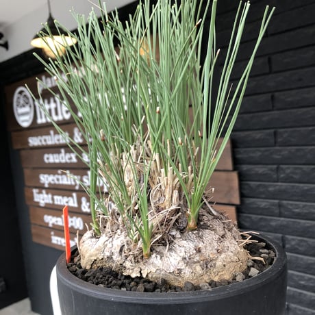 calibanus hookeri《L L size》※現地球発根後店主国内管理6年株※大変bigな良樹形且つ荒々しいwild肌質な男前フーケリー‼︎※mad black bowl pot植え