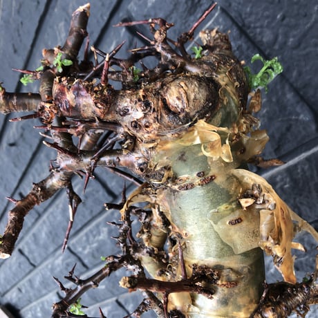 commiphora eminii《LL size》※現地球発根後店主国内管理6年株※極太幹を持つ激wildな出立ちが堪らない‼︎※mad black tall pot植え