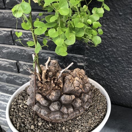 dioscorea elephantipes アフリカ亀甲竜《大きめL L size》大株※現地球発根後店主国内管理18年株※好きな方には堪らないwildすぎる出立ち※mad white 浅鉢植え