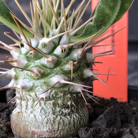 pachypodium  namaquanum 光堂《小さめM size》littmon seed🌱※希少種‼︎しっかり育てた大きめのかわいい奴※mad black pot植え