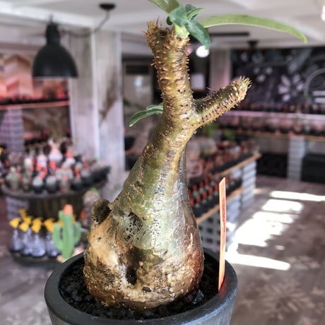 pachypodium gracilius《小さめM size》現地焼け肌※現地球発根後店主国内管理3年株※岩肌に当たり育ったエグれ傷を持つwildな出立ちが堪らない※mad black pot植え