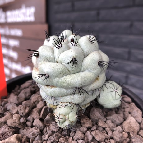 ortegocactus   macdougallii《LL  size》激希少monster株※現地球発根済株※店主国内管理9年株※big球体極美株‼︎激オススメ株※mad black pot植え