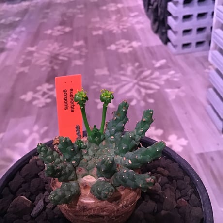 euphorbia gorgonis《M size》※人気🐙タコものユーフォルビア‼︎塊根部分の綺麗な多肉質の葉と綺麗な木質化が魅力‼︎※mad  black bowl pot植え