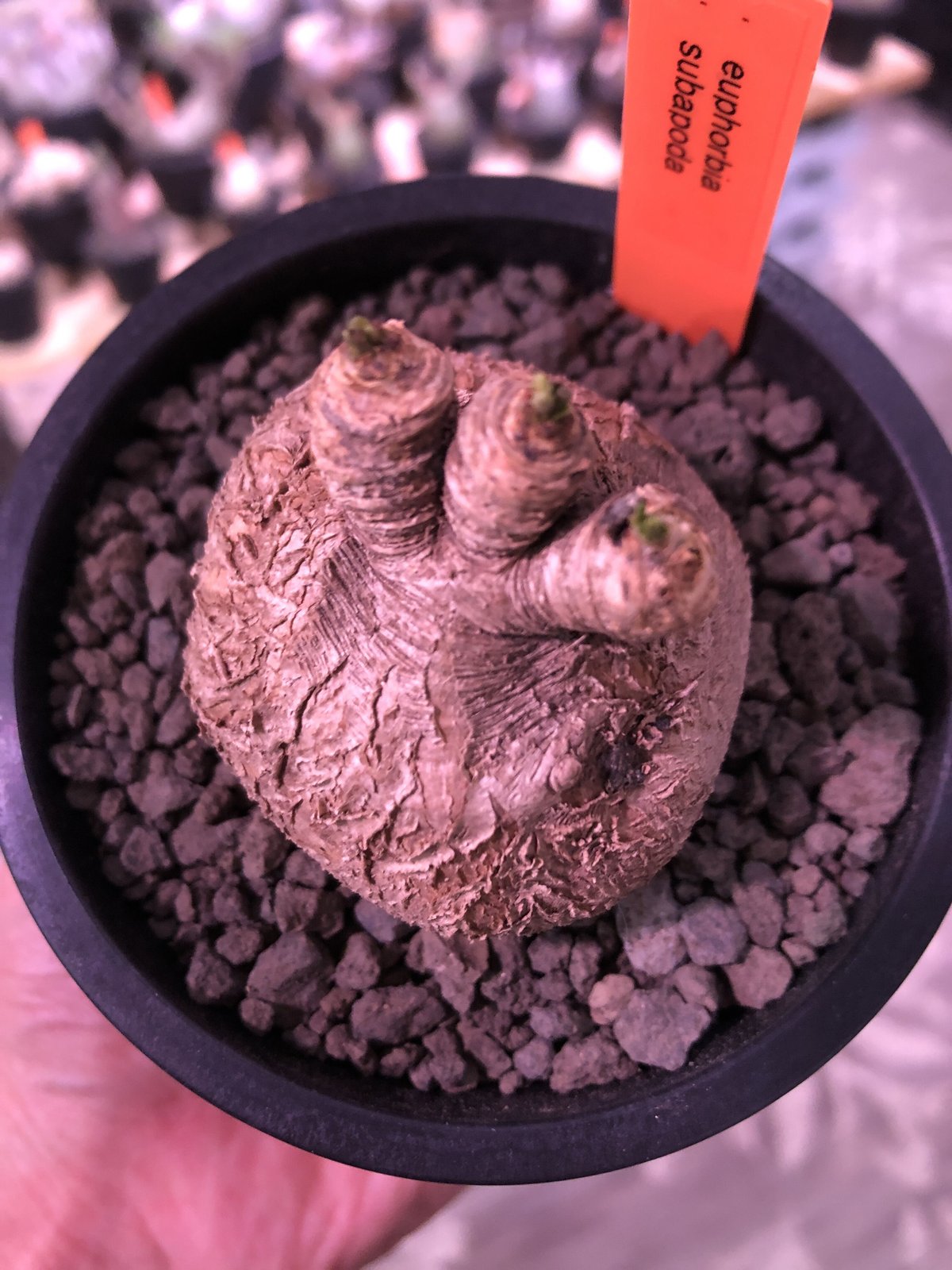 euphorbia subapoda《大きめM size》※現地球発根済株※大きくぼってり