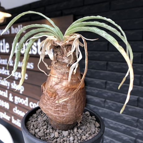 boophane  disticha  《 大きめM size》ver.陽炎type※現地球発根後店主国内管理3年株※適度なぼってり感樹形&躍動感あるジリジリ葉を展開※mad black pot植え