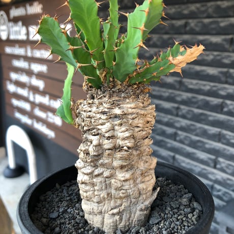 euphorbia clavigera 《M size》※現地球株発根済※ワイルドすぎる勲章（傷跡）を持ち樹形バランスも抜群な良き出立ちな一株※black pot植え