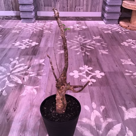 commiphora   humbertii《 L size》