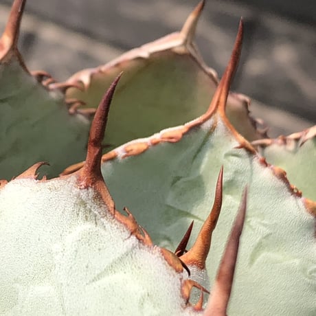 agave guadalajalana《大きめM size》※現地球発根後店主国内管理3年株※極締まり良き美しすぎるボール樹形の選抜株※mad black bowl pot植え