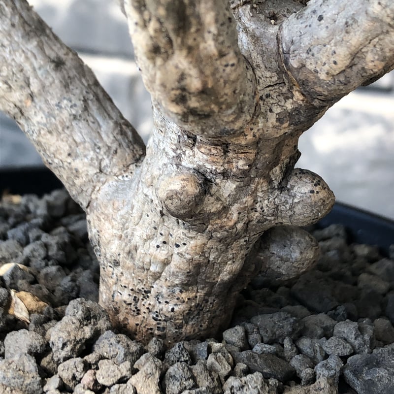euphorbia guillauminiana《大きめM size》※現地球発根後店主国内 euphorbia guillauminiana《大きめM size》※現地球発根後店主国内