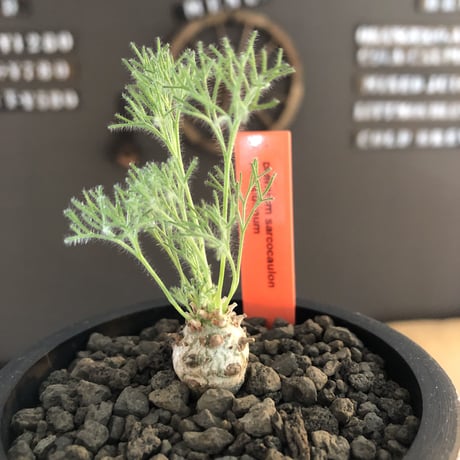 sarcocaulon peniculinum《S size》激希少種※現地球発根後店主国内管理5年株※小振りでも堪らない純白の美しい一株‼︎※mad black pot植え