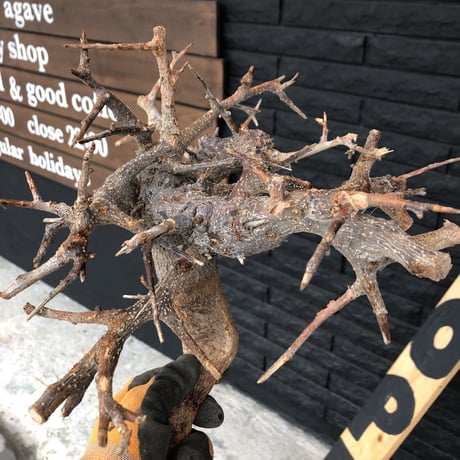boswellia  neglecta《M size》未発根  新鮮株