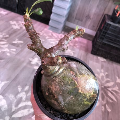 packypodium  gracilius《L size》激希少green肌※現地球発根済株※大きなパパイヤみたく激ぼってり樹形にウェイト低き良き装い※mad black bowl pot植え