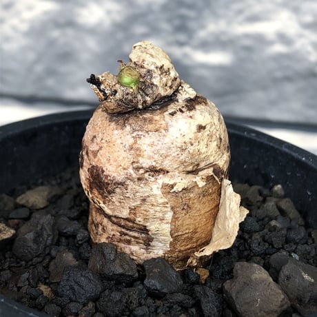 pterodiscus elliottii 《L size》驚愕‼︎激希少種※現地球発根後店主国内管理3年株※綺麗&味深さを併せ持つ大変大きめで希少な一株※mad black pot植え