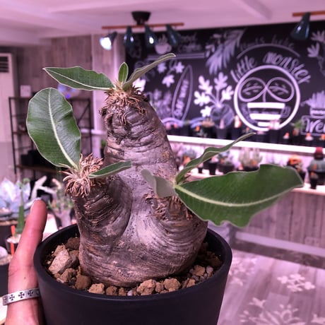packypodium    roslatum var. eburneum（M  size）