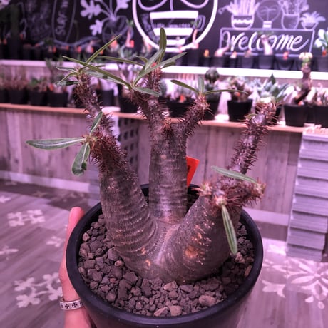 packypodium  gracilius（S size）希少‼︎三分頭株🌵🌵🌵※現地球発根済株※小振りSサイズでコンパクトな珍しい三つ子グラキ‼︎※mad black pot植え