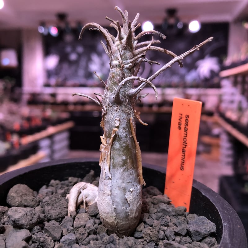 発根済 現地球 【希少大株】セサモタムナスブッセアヌス 塊根植物 ゴマ科 レア 観葉植物 ブッセアヌス 現品］【希少】セサモタムナス サボテン 塊根植物・コーデックス