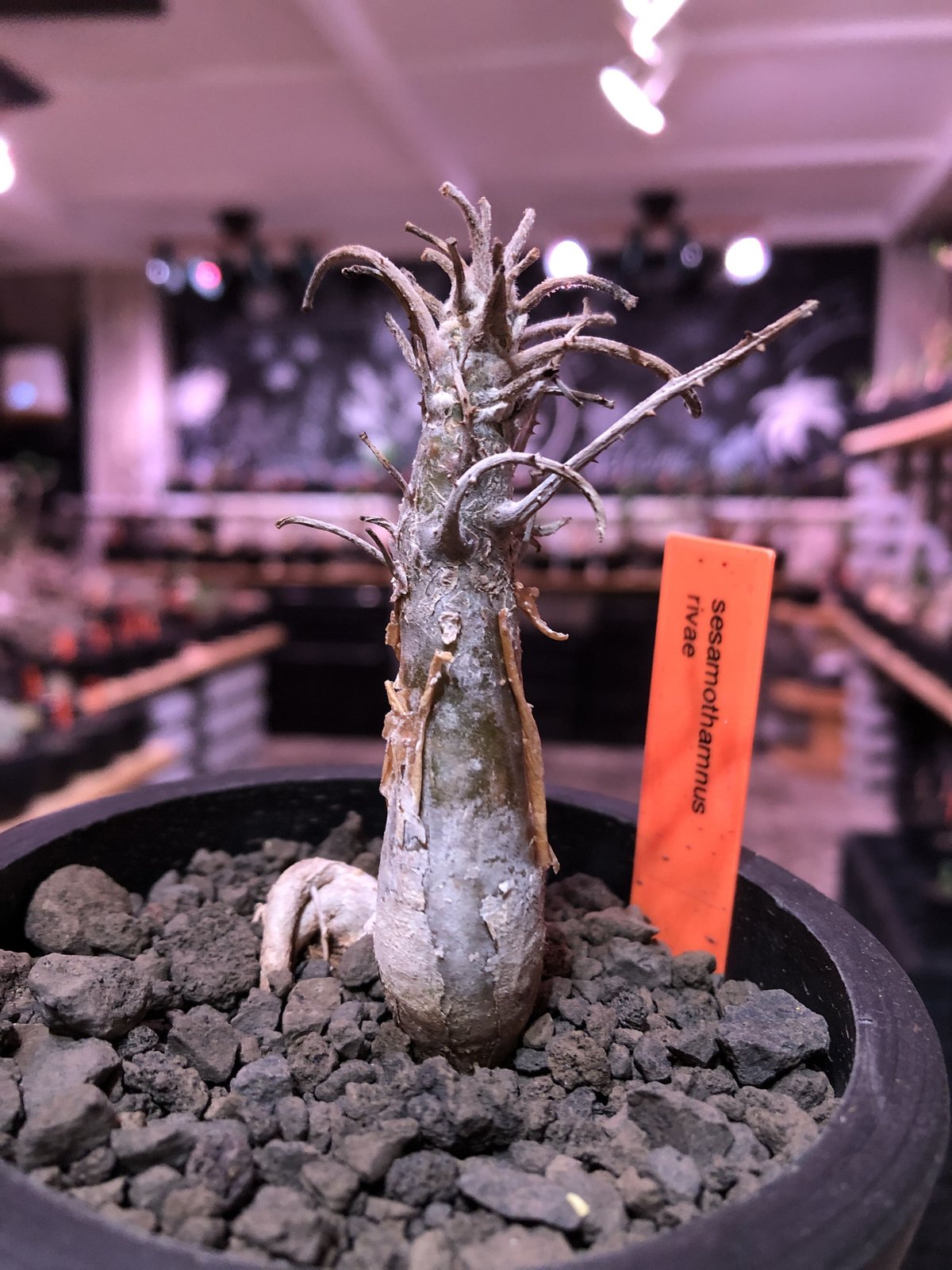 sesamothamnus rivae《大きめS size》※現地球発根済株※店主国内管理2年
