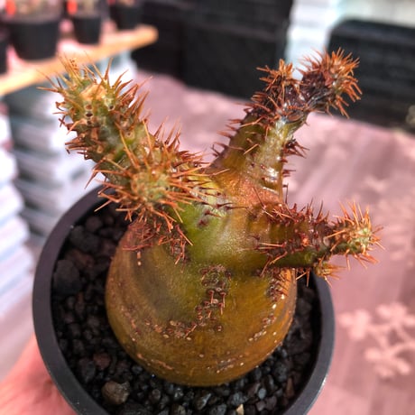 pachypodium  gracilius《小さめM size》※現地球発根済株※店主国内管理3年株※希少green &赤肌のアシンメトリーカラーなwild株‼︎※mad black pot植え
