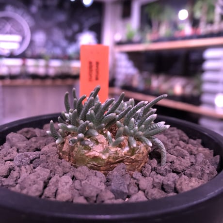 avonia   alstoni 《M size》※愛くるしくて愛くるしくて堪らない冬の人気者‼︎※ mad black pot植え　※限定６株