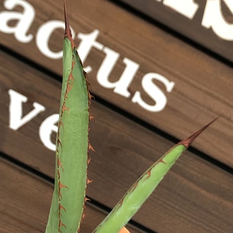 agave  bovicornuta《大きめS size》※発根済株※長短のある赤棘が交互に生える希少性高きボビコルヌータ※mad black pot植え