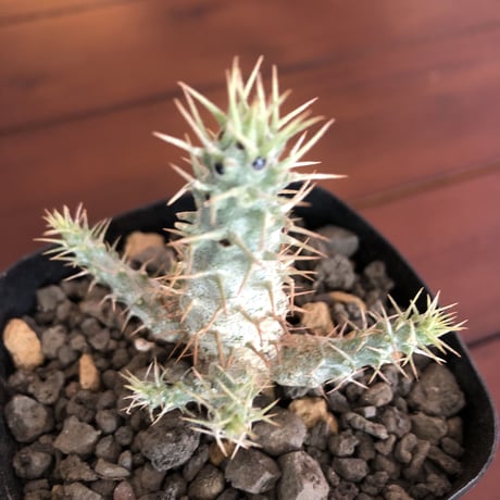 packypodium   gracilius《実生株》