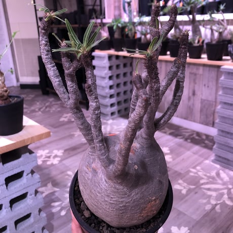 packypodium  gracilius《L  size》※現地球発根済み株‼︎  （限定1株）※全面A面の球体グラキ※mad black pot植え