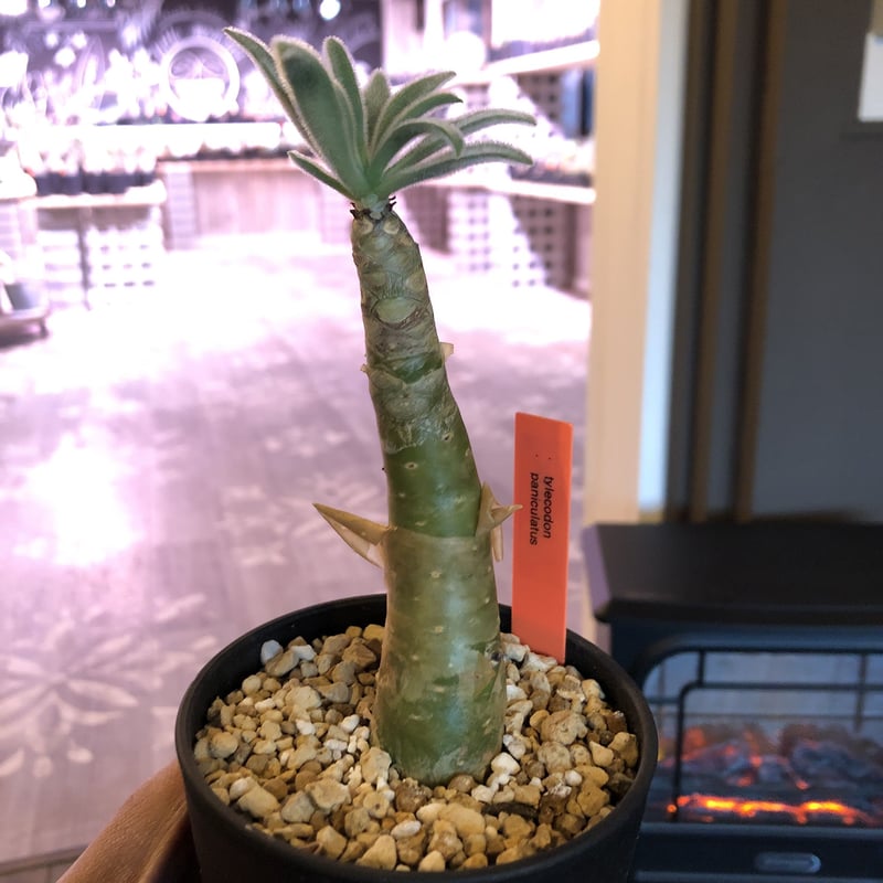 極太チレコドンパニクラーツス阿房宮冬型コーデックス塊根植物 観葉植物