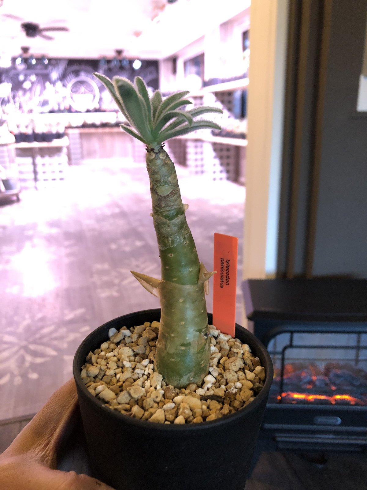 極太　チレコドン　パニクラーツス　阿房宮　冬型コーデックス　塊根植物 観葉植物 塊根 チレコドン パニクラーツス（パニクラータ）｜そだレポ（栽培